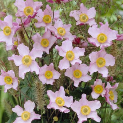 Anemone hupeh. Hadspen Abundance, Höstanemon