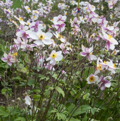 Anemone hybr. Dainty Swan ®, Trädgårdsanemon, P11cm