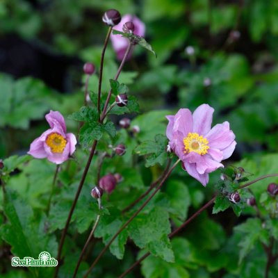 Anemone tomentosa Serenade, Silvrig Höstanemon, C13cm
