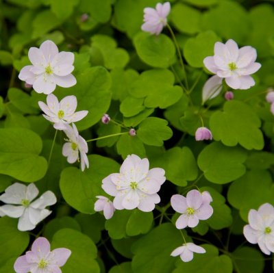Anemonella thalictroides, Sippruta, P9cm