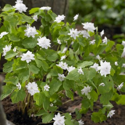 Anemonella thalictroides Cameo, Sippruta, P9cm