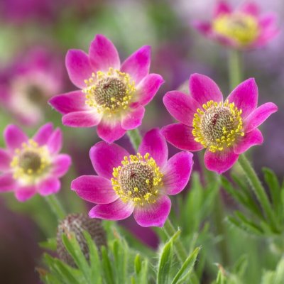 Anemone multifida Annabella Deep Rose, Flikanemon