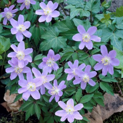 Anemone nemorosa Allenii, Vitsippa, P9cm