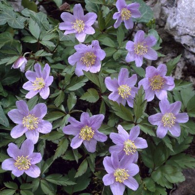 Anemone nemorosa Caerulea
