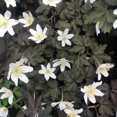 Anemone nemorosa Dark Leaf, Vitsippa, P9cm