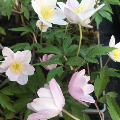 Anemone nemorosa Evelyn Meadows, Vitsippa, P9cm