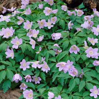 Vitsippa Anemone nemorosa Robinsoniana 1st