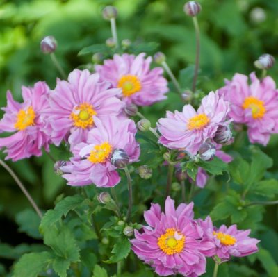 Anemone hupeh. Pretty Lady Emily ®, Höstanemon, P11cm