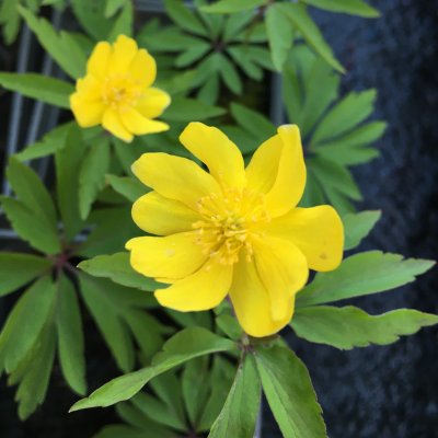 Anemone ranunculoides Antiesen, Gulsippa, P9cm