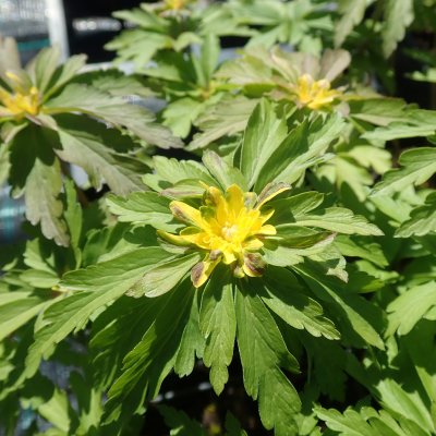 Anemone ranunculoides Crazy Vienna, Gulsippa