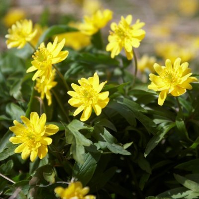 Anemone ranunculoides Hiiumaa, Gulsippa, P9cm