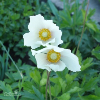 Anemone sylvestris, Tovsippa, P9cm