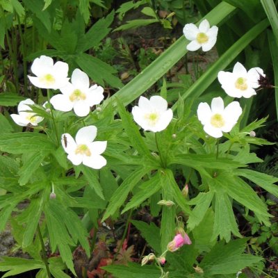 Anemone sylvestris, Tovsippa
