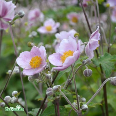 Anemone tomentosa Föräldrahemmet, Silvrig Höstanemon, SQ1