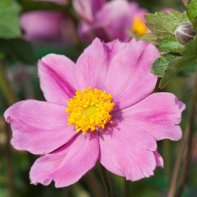 Anemone tomentosa Serenade, Silvrig Höstanemon, C13cm
