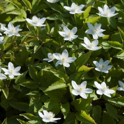 Anemone trifolia, Trillingsippa, P9cm