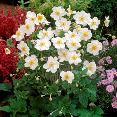 Anemone x hybrida Honorine Jobert, Stor Höstanemon, jumbo stickling 3-pack