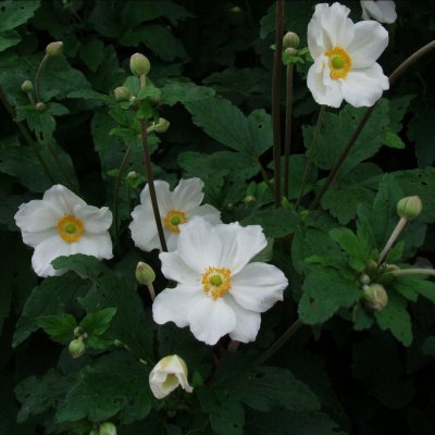 Anemone x hybrida Honorine Jobert, Stor Höstanemon, C13cm