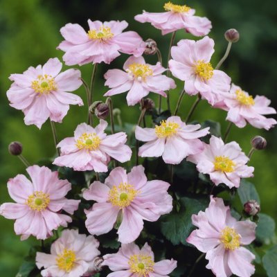Anemone x hybrida Königin Charlotte, Stor Höstanemon