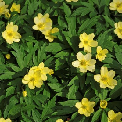 Anemone lipsiensis Schwefelfeuer, Svavelsippa, P9cm