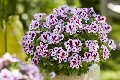 Änglapelargon Angel Joy, kruka