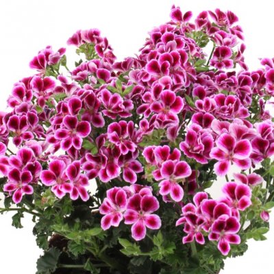 Pelargonium grandiflorum Angel Nina ®