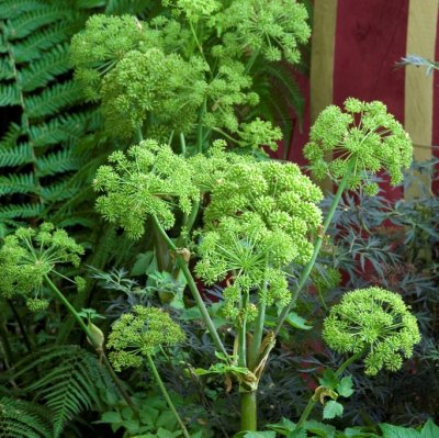 Angelica archangelica, Fjällkvanne, P9cm