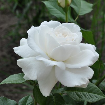 Rosa tehybrid Annapurna ®