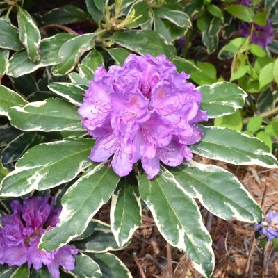 Rhododendron hybr. Anna´s Platinum ®