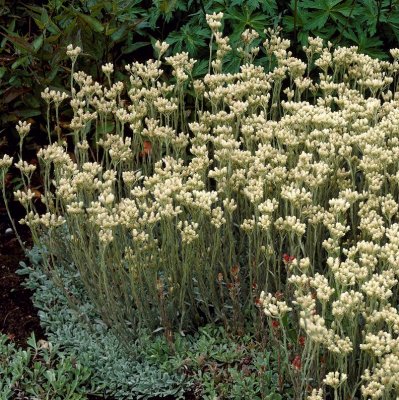Antennaria dioica Borealis, Kattfot, C11cm