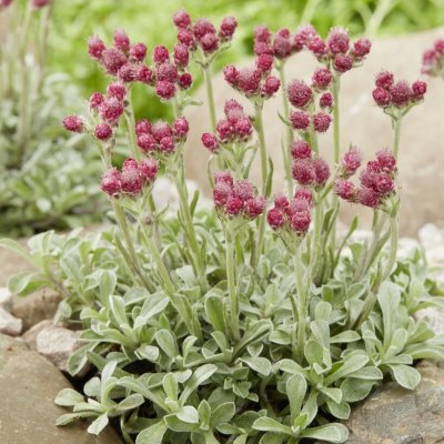 Antennaria dioica Alex Duguid