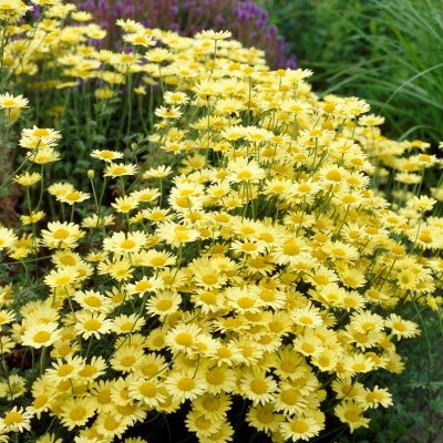 Cota tinctoria E. C. Buxton, Färgkulla, P9cm