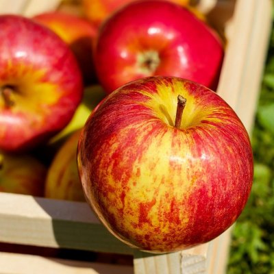 Äpple, Siv, stam MM111 C10