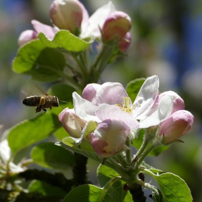 Äpple, Siv, stam MM111 C10