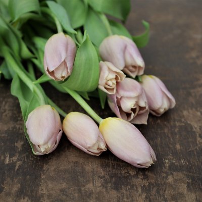 Tulpan Mix Purpletastic 30st