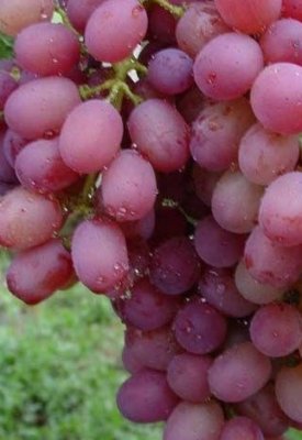Vitis vinifera Apulia Seedless, Dessertdruva, 2 års C4