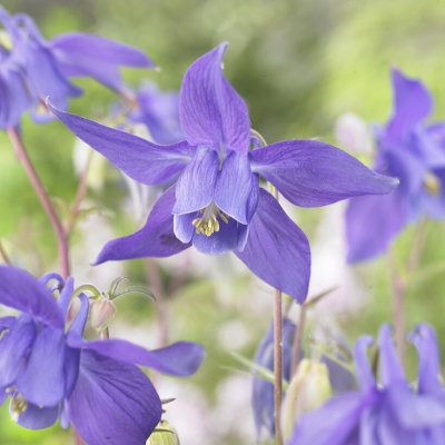 Aquilegia alpina Navy Blue, Alpakleja