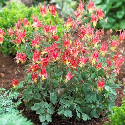 Aquilegia canadensis Little Lanterns (Rhubarb and Custard), Scharlakansakleja, P9cm