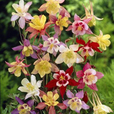 Aquilegia hybr. Blandade Färger, Pastellakleja, 3st