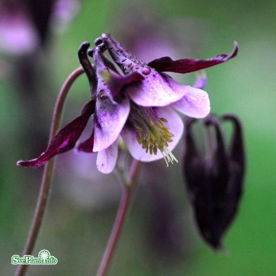 Aquilegia vulgaris William Guiness, Akleja, P9cm