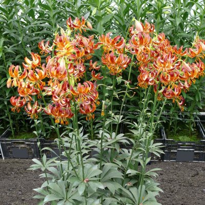 Lilium martagon Arabian Knight, Krollilja, P11cm