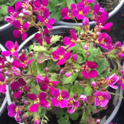 Arabis caucasica Little Treasure Deep Rose, Fagertrav, C11cm