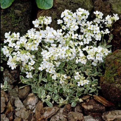 Arabis caucasica Variegata, Fagertrav