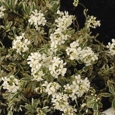 Arabis caucasica Variegata, Fagertrav