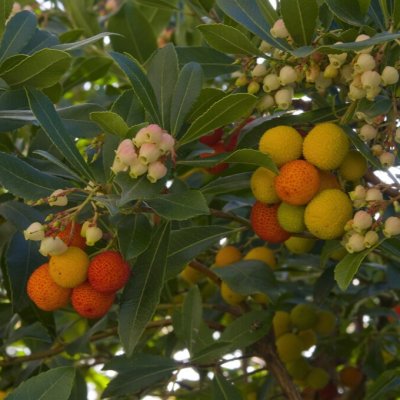 Arbutus unedo Peach & Love, Smultronträd