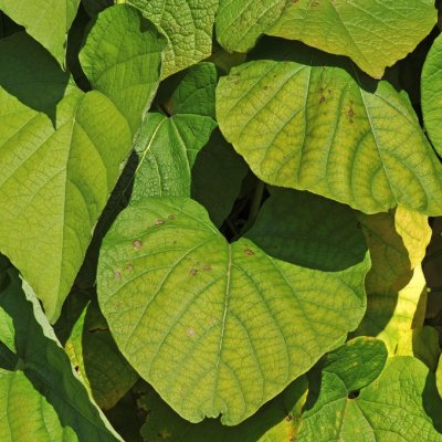 Aristolochia manshuriensis E, Koreansk Pipranka, C2