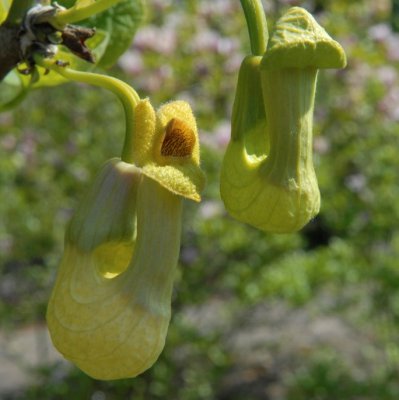 Aristolochia manshuriensis E, Koreansk Pipranka, C2