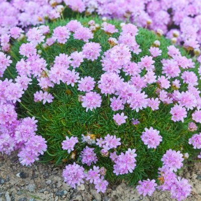 Armeria caespitosa (juniperifolia), Tuvtrift, C11cm