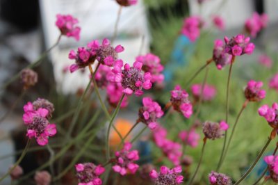 Armeria maritima Rubrifolia, Strandtrift, P9cm