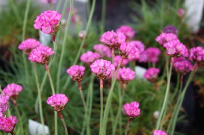 Armeria maritima Splendens, Strandtrift, C11cm